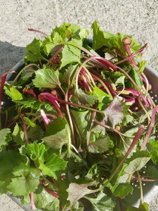 대봉감님의 자유주제 · 자유게시판 작성글 사진