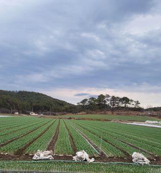 농사꾼 단비님의 마늘 · 일상 작성글 사진