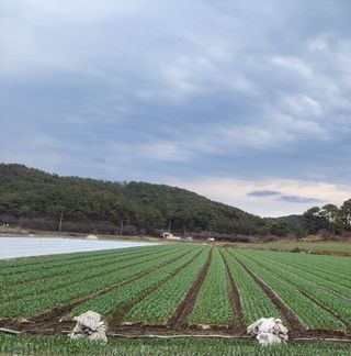 농사꾼 단비님의 마늘 · 일상 작성글 사진