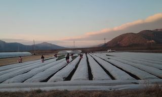 농사꾼 단비님의 마늘 · 일상 작성글 사진