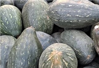 대산농사대장님의 호박 · 자유게시판 작성글 사진