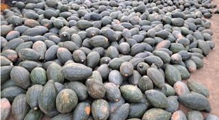 대산농사대장님의 호박 · 자유게시판 작성글 사진