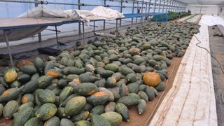 대산농사대장님의 호박 · 자유게시판 작성글 사진