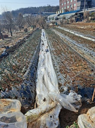 나누고싶어서님의 양파 · 자유게시판 작성글 사진