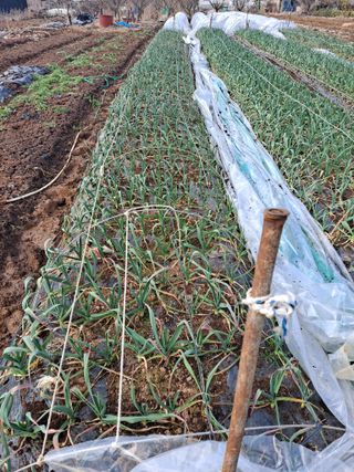 나누고싶어서님의 양파 · 자유게시판 작성글 사진