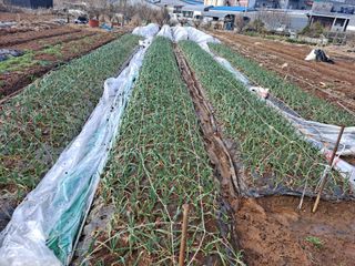 나누고싶어서님의 양파 · 자유게시판 작성글 사진