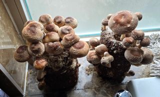 이길우님의 버섯 · 생장기 농작업 작성글 사진