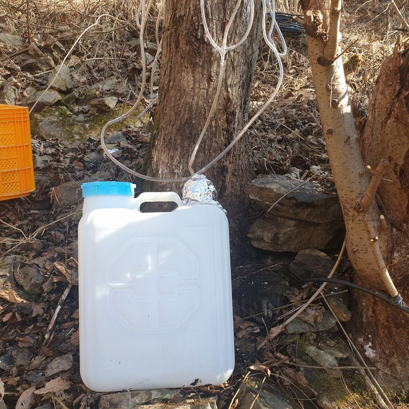 황준영님의 장터 판매 상품 [고로쇠 수액 1.5L * 6개] 첨부 사진