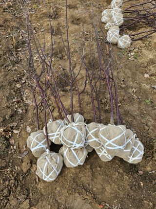 일심묘목농원님의 기타작물 · 자유게시판 작성글 사진