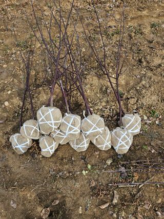 일심묘목농원님의 기타작물 · 자유게시판 작성글 사진