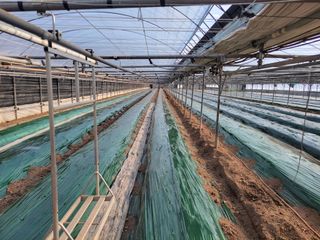 류순년님의 오이 · 자유게시판 작성글 사진