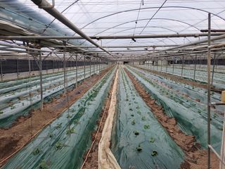 류순년님의 오이 · 자유게시판 작성글 사진