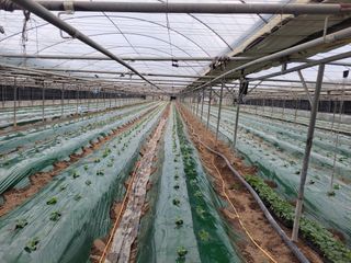 류순년님의 오이 · 자유게시판 작성글 사진