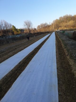 초보굴백이님의 마늘 · 비료•농약 작성글 사진