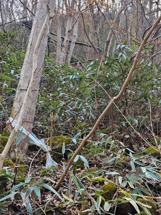 산삼님의 기타작물 · 영농일지 작성글 사진