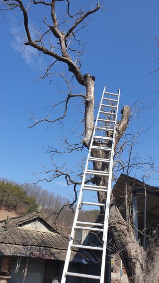 세미골곶감님의 자유주제 · 자유게시판 작성글 사진
