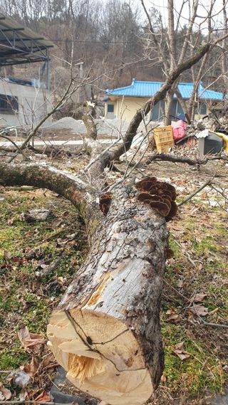 세미골곶감님의 자유주제 · 자유게시판 작성글 사진
