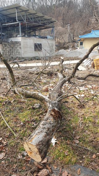 세미골곶감님의 자유주제 · 자유게시판 작성글 사진