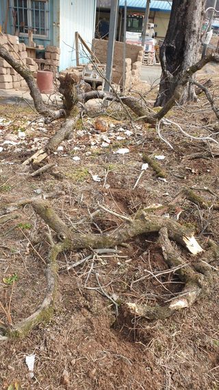 세미골곶감님의 자유주제 · 자유게시판 작성글 사진