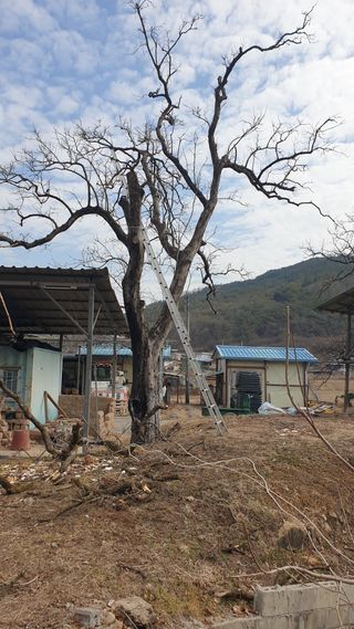세미골곶감님의 자유주제 · 자유게시판 작성글 사진