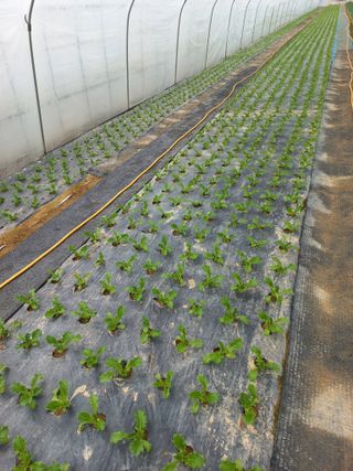 농민님의 상추 · 자유게시판 작성글 사진