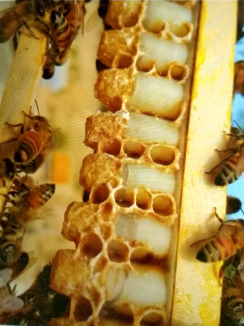 벌꿀*직접생산농장님의 장터 판매 상품 [국내산100% 프리미엄 생로얄제리] 첨부 사진