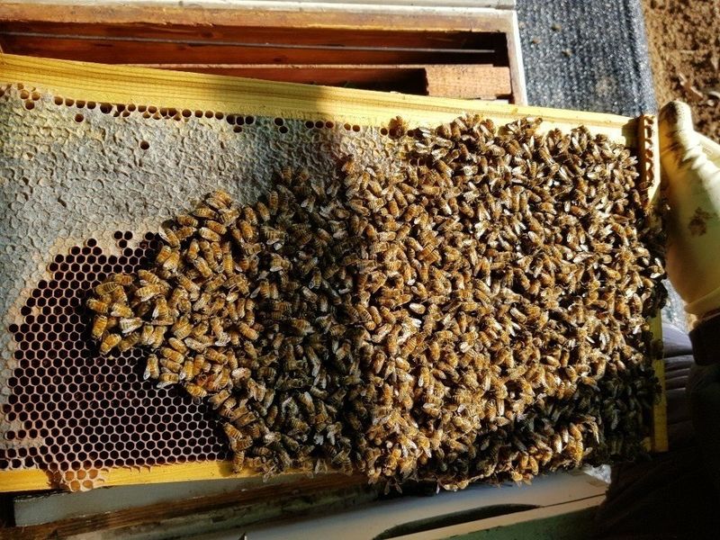 벌꿀*직접생산농장님의 장터 판매 상품 [국내산100% 프리미엄 생로얄제리] 첨부 사진