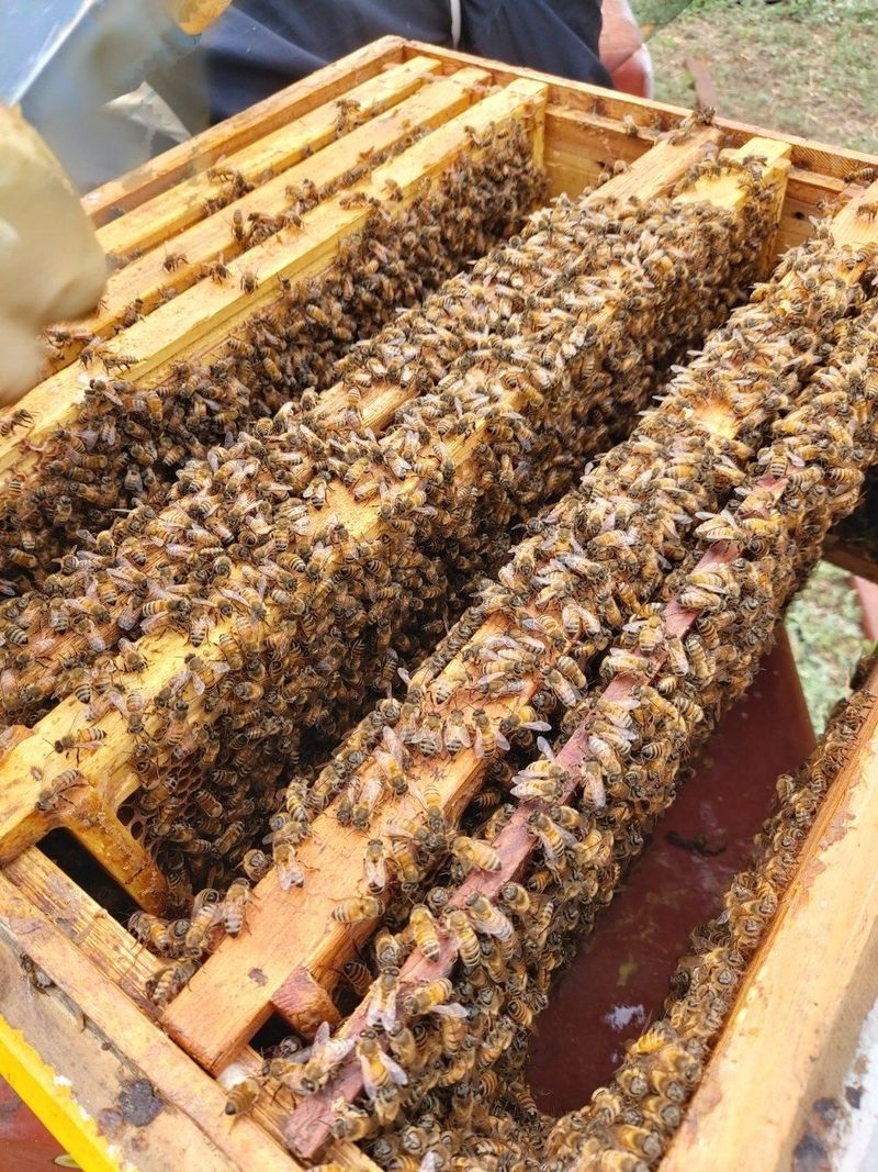 벌꿀*직접생산농장님의 장터 판매 상품 [국내산100% 프리미엄 생로얄제리] 첨부 사진