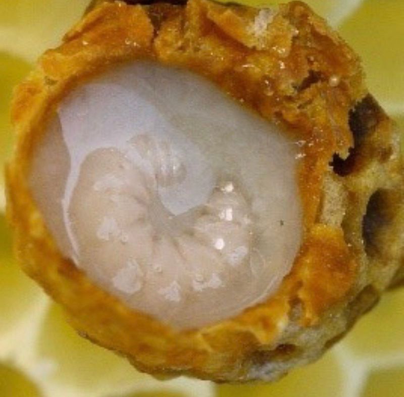 벌꿀*직접생산농장님의 장터 판매 상품 [국내산100% 프리미엄 생로얄제리] 첨부 사진