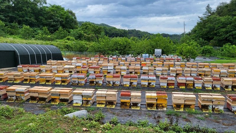 벌꿀*직접생산농장님의 장터 판매 상품 [국내산100% 프리미엄 생로얄제리] 첨부 사진