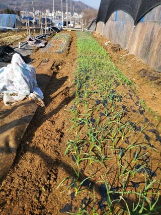 농업인님의 마늘 · 일상 작성글 사진