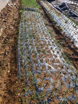 농업인님의 마늘 · 일상 작성글 사진