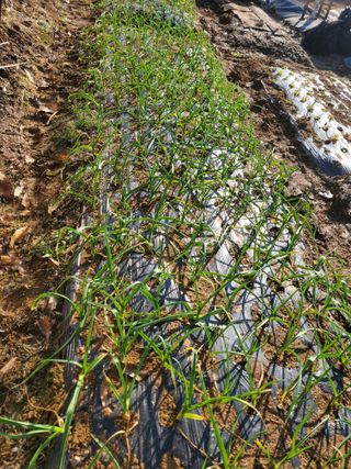 농업인님의 마늘 · 일상 작성글 사진