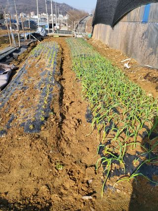 농업인님의 마늘 · 일상 작성글 사진