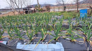 전남무안군박옥주님의 마늘 · 비료•농약 작성글 사진