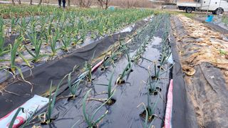 전남무안군박옥주님의 마늘 · 비료•농약 작성글 사진