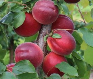 일심묘목농원님의 작성글 사진