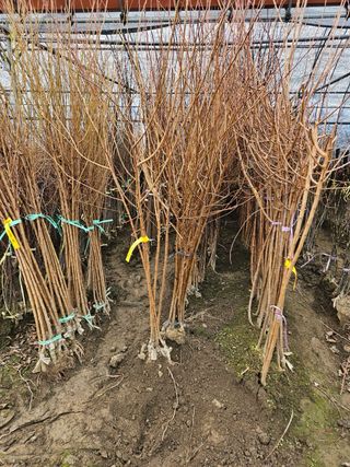 일심묘목농원님의 작성글 사진