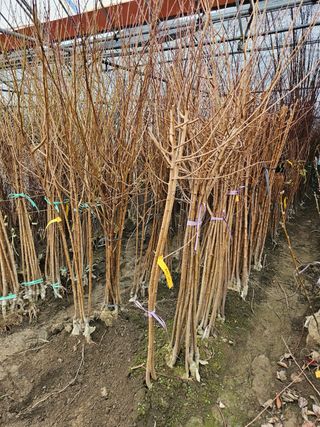 일심묘목농원님의 작성글 사진