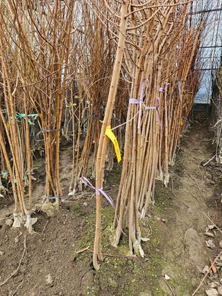 일심묘목농원님의 작성글 사진