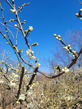 팜모닝 매실·자유게시판 게시글 이미지