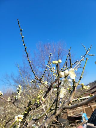사과농사님의 매실 · 자유게시판 작성글 사진