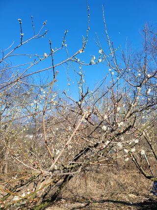 사과농사님의 매실 · 자유게시판 작성글 사진