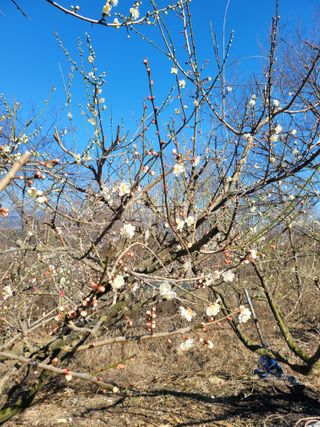 사과농사님의 매실 · 자유게시판 작성글 사진