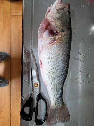 조명희님의 복숭아 · 자유게시판 작성글 사진