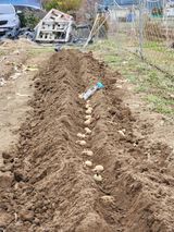 팜모닝 감자·영농일지 게시글 이미지