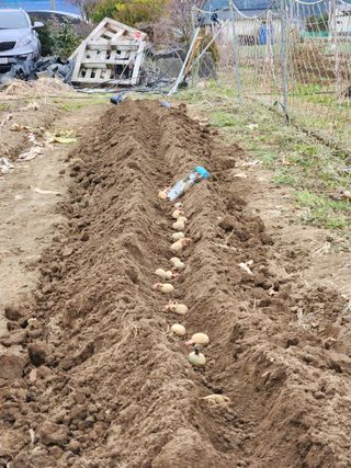 김영철님의 감자 · 영농일지 작성글 사진