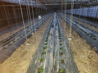 유덕균님의 오이 · 영농일지 작성글 사진