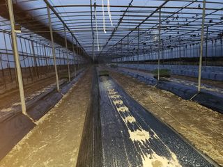 유덕균님의 고추 · 영농일지 작성글 사진