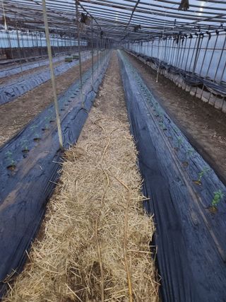 유덕균님의 고추 · 영농일지 작성글 사진